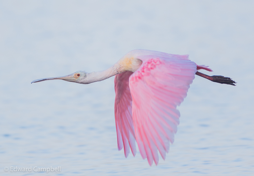 Roseate Spoonbill