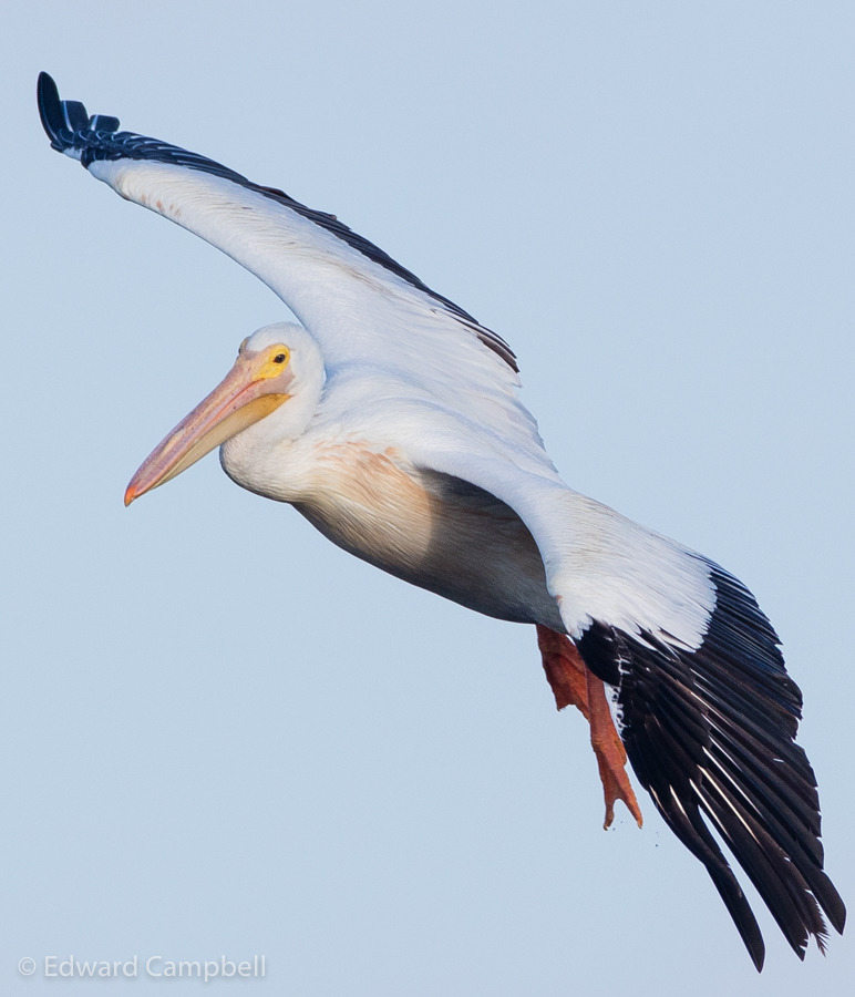 White Pelican