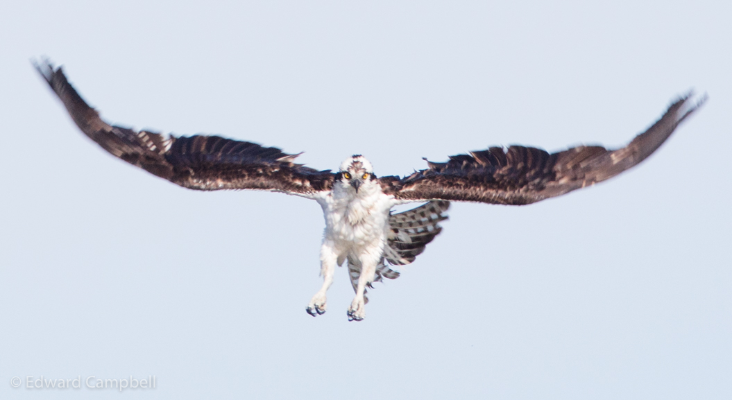 Osprey