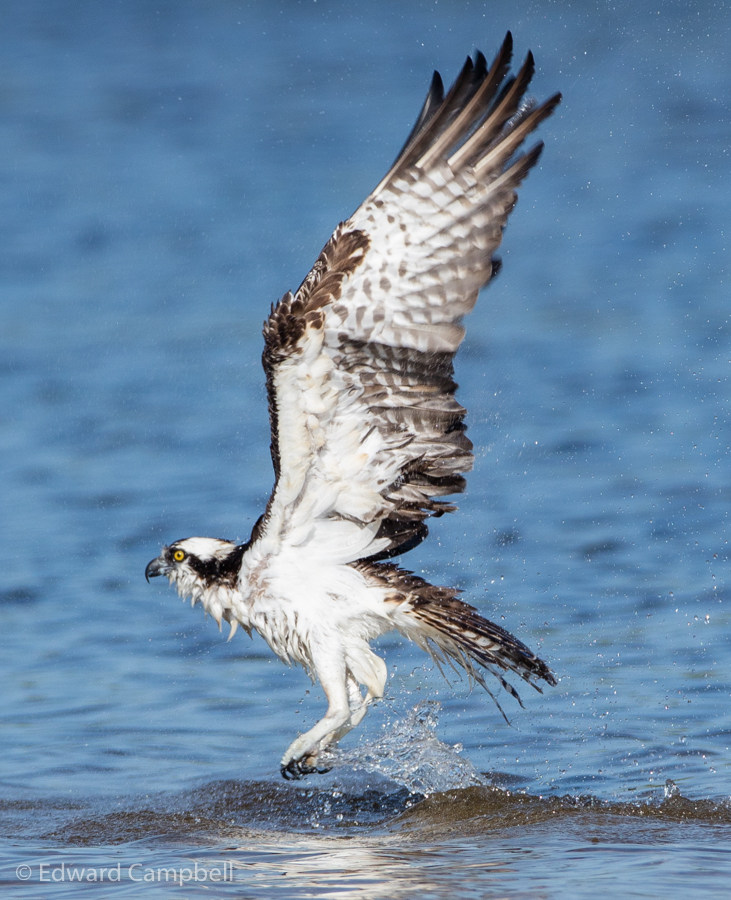 Osprey