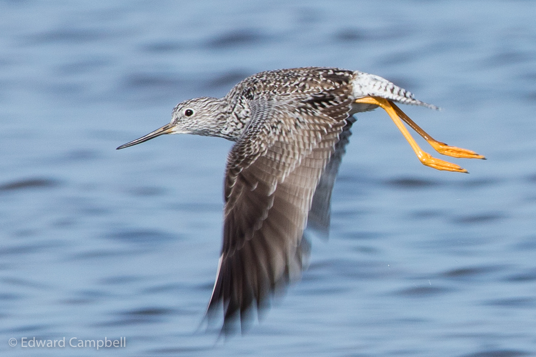 Greater Yellowlegs