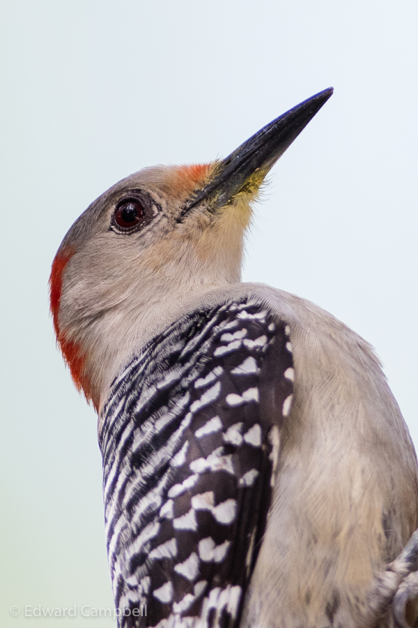 Red-bellied Woodpecker