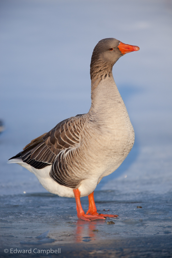 Greylag Goose