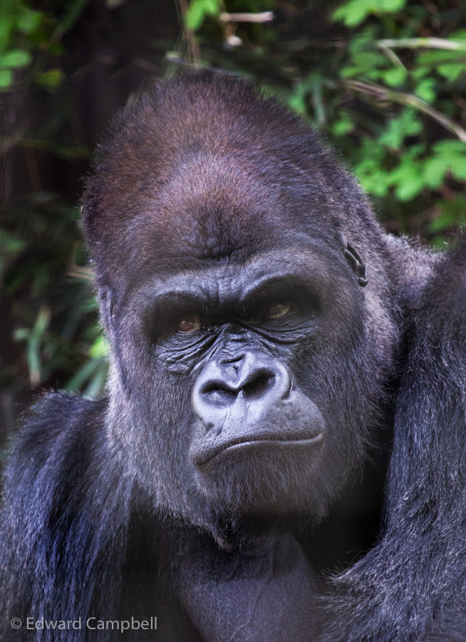 Western Lowland Gorilla