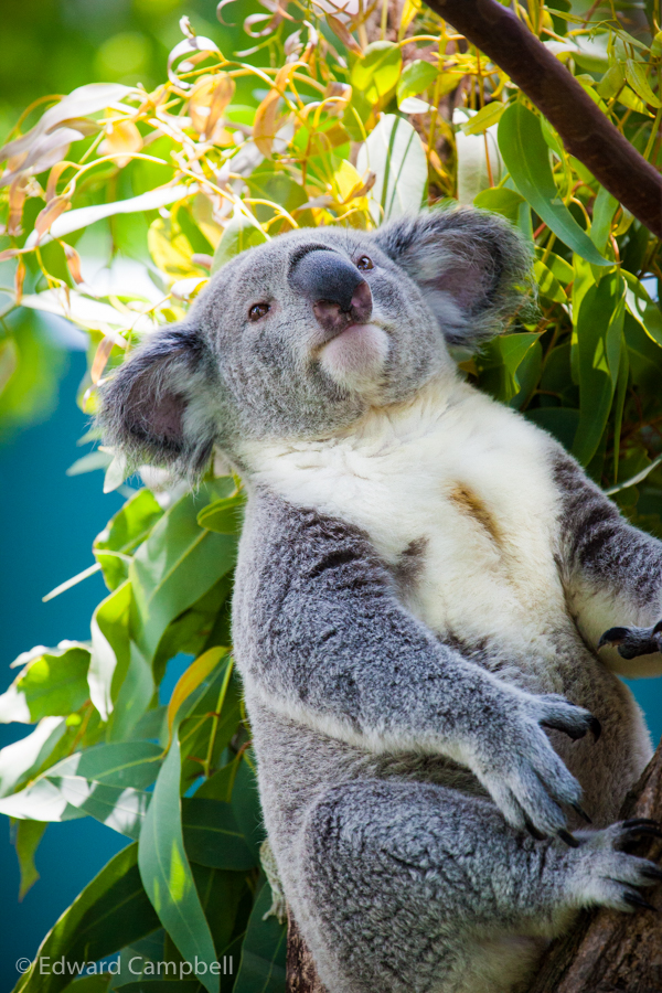 Koala