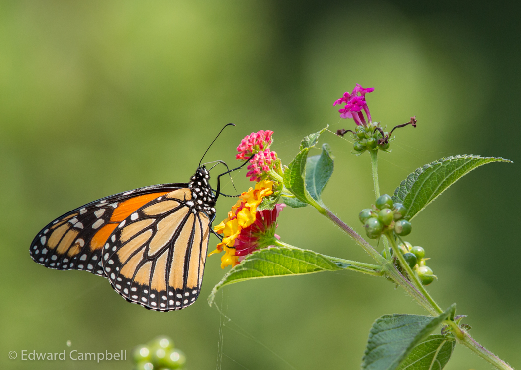 Monarch Butterfly
