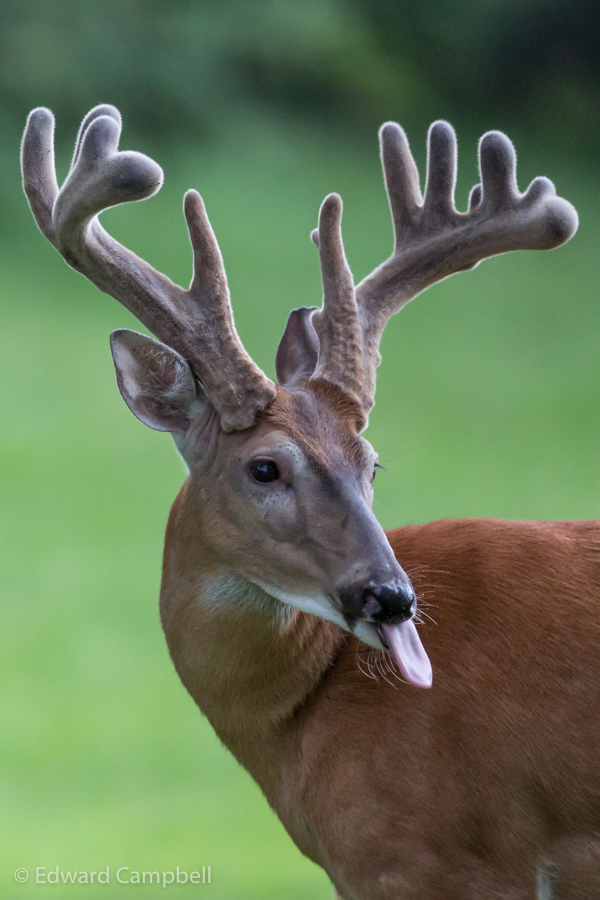 White-tailed Deer, White-tailed Buck