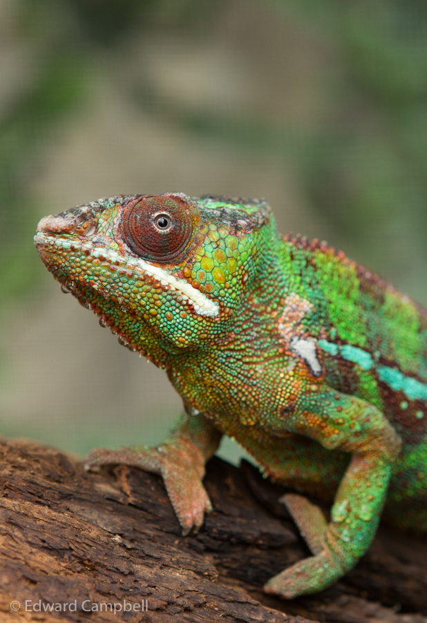 Chameleon