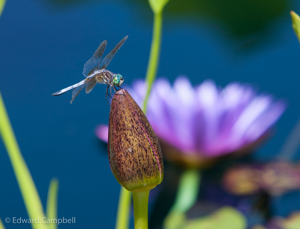 Dragon Fly