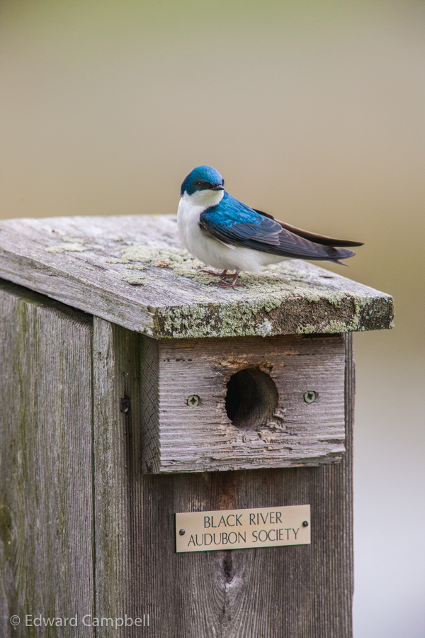 Tree Swallow Photograph, Black River Audobon Society 