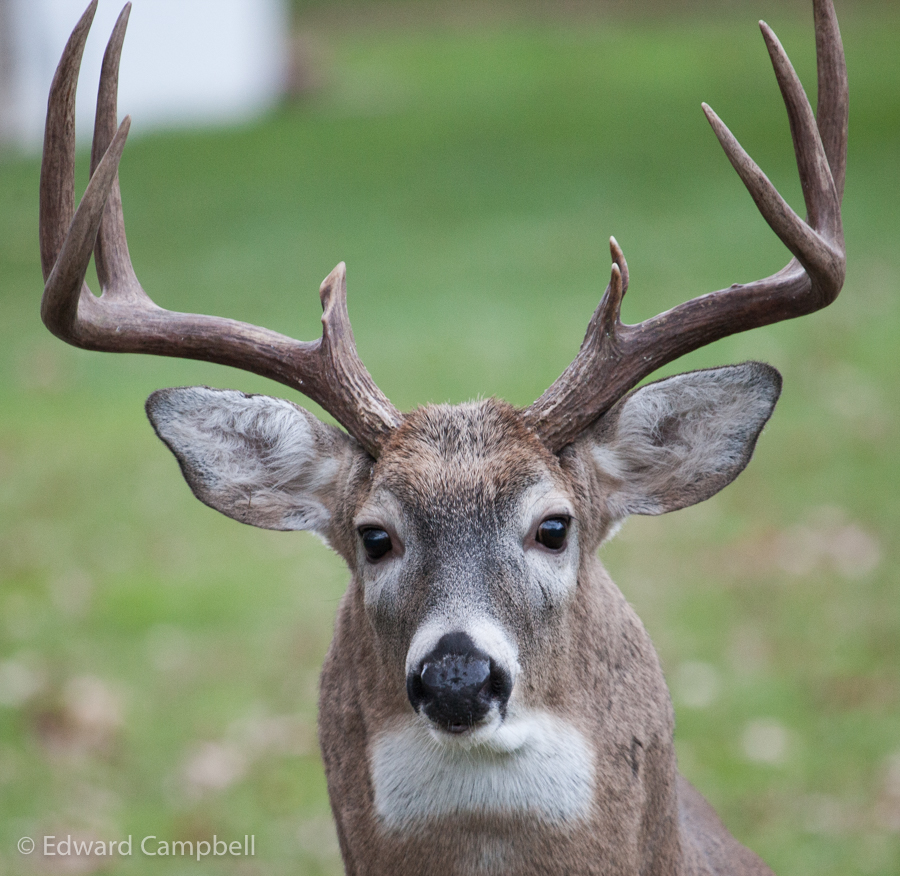 White-tailed Deer, White-tailed Buck