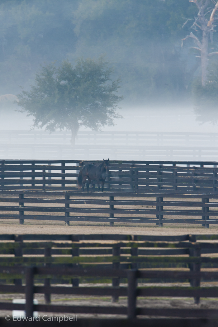 Horseracing