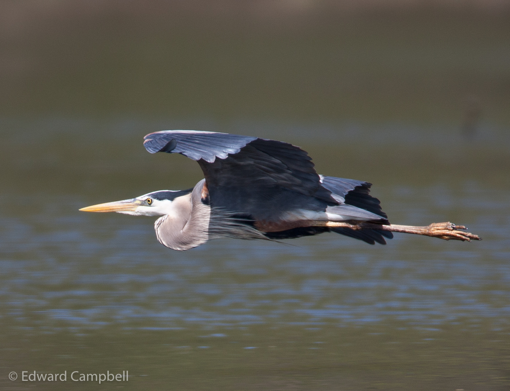 Great Blue Heron
