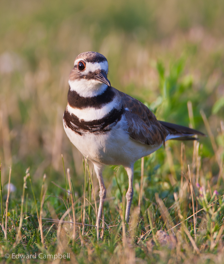 Kildeer
