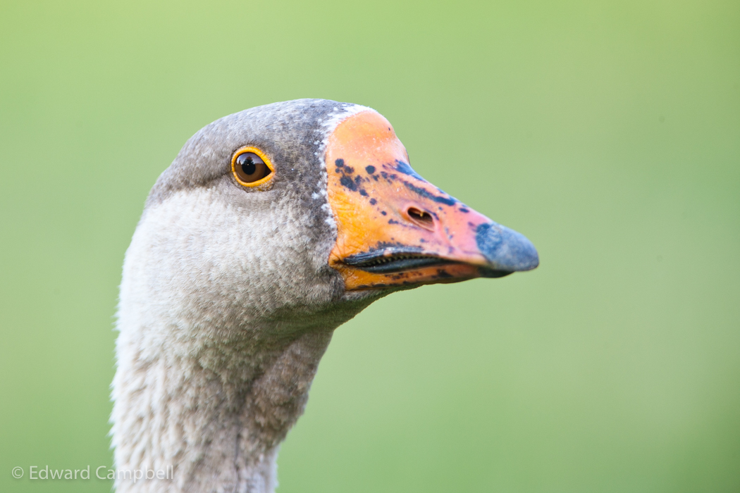 Domestic Goose