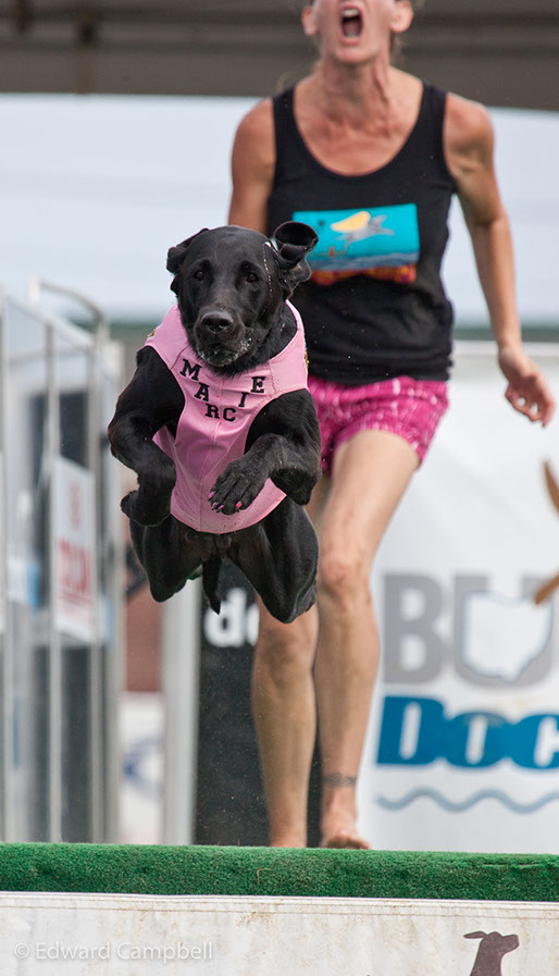 DockDogs dog jumping championship