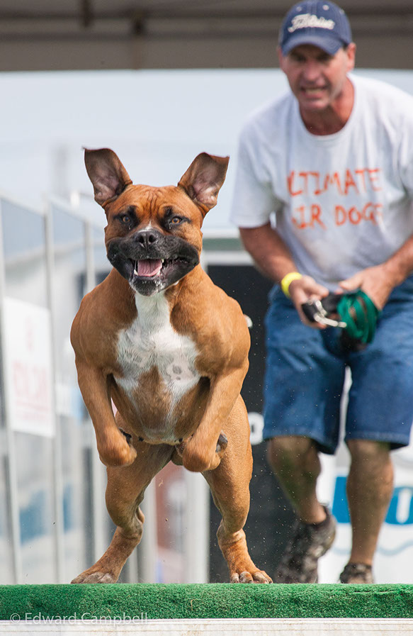 DockDogs dog jumping championship