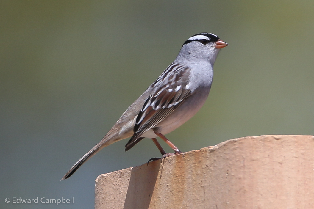White-crowned Sparrow