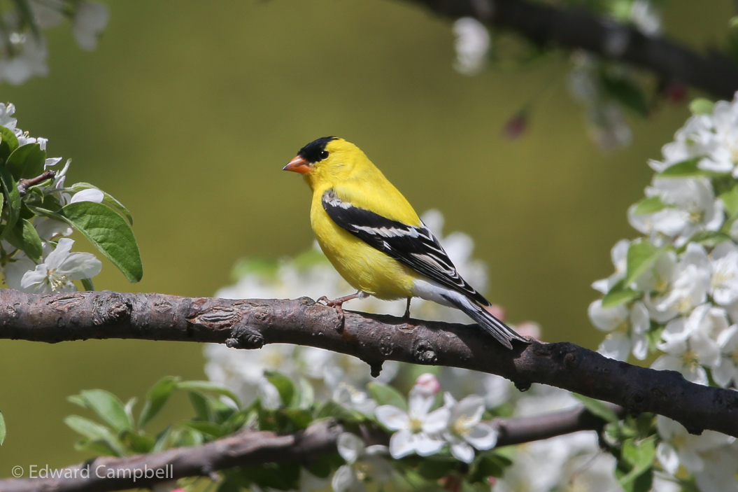 American Goldfinch