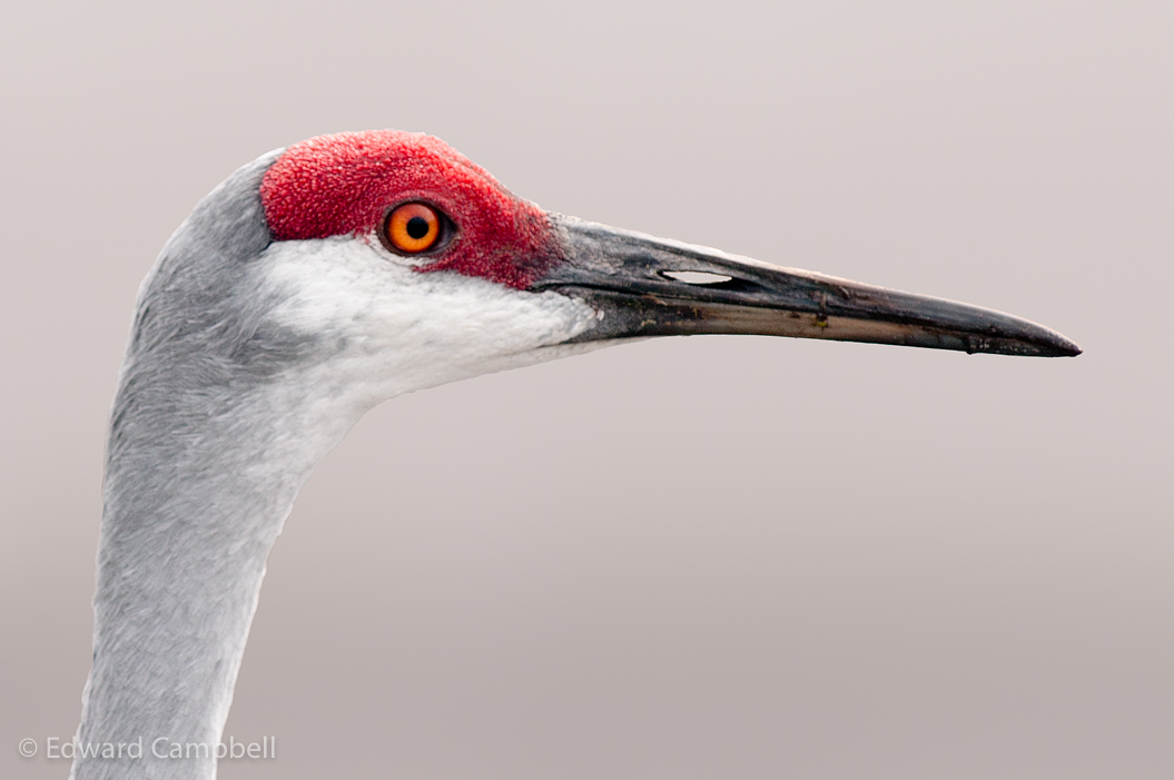 Sandhill Crane