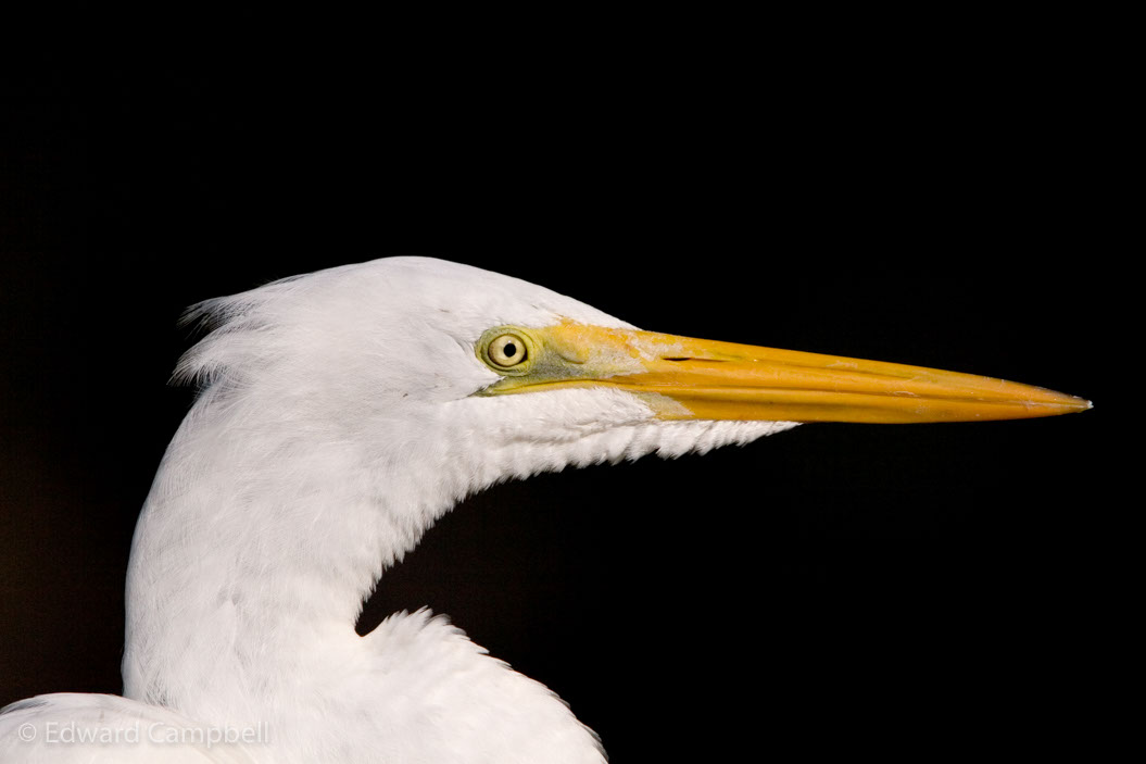 Giant Egret
