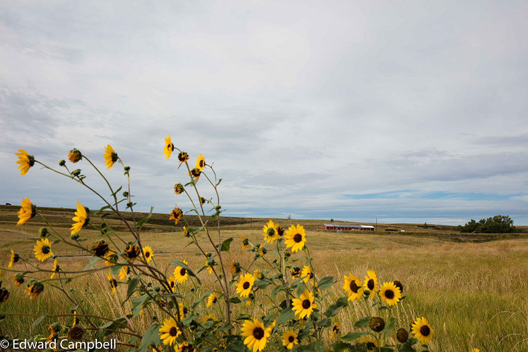 Wildflowers in Strasburg, Colorado