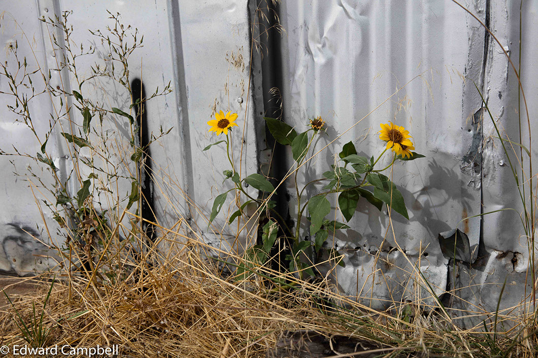 Sunflowers near Stasburg, Colorado