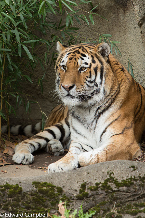 Siberian Tiger