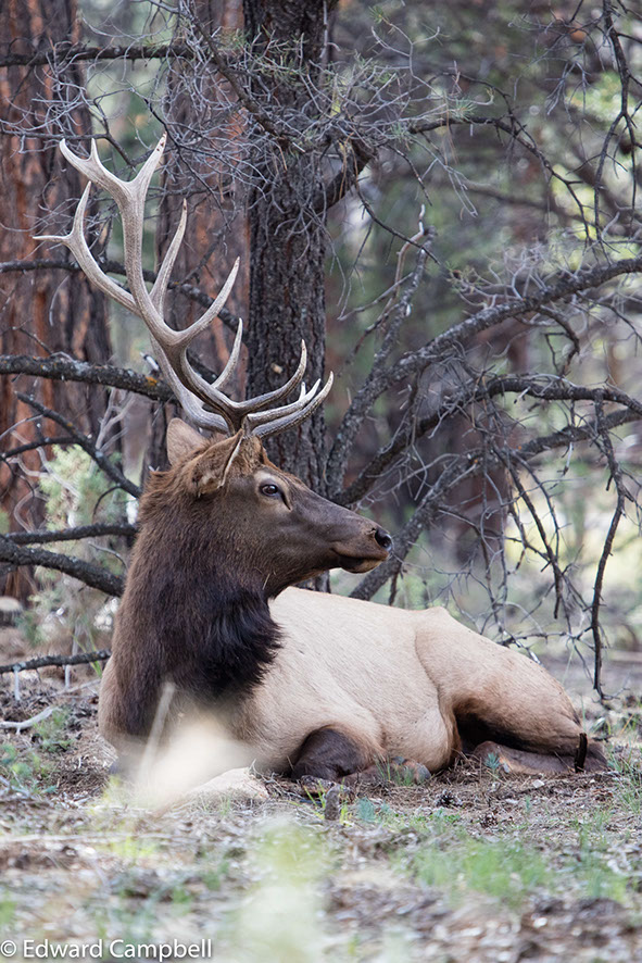 Elk Bull, Elk