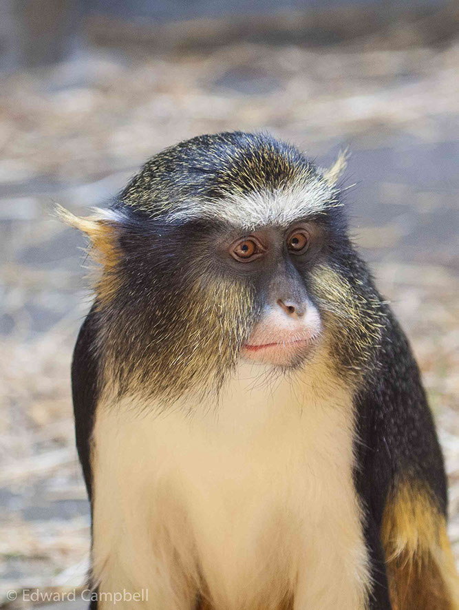 Wolf's Guenon