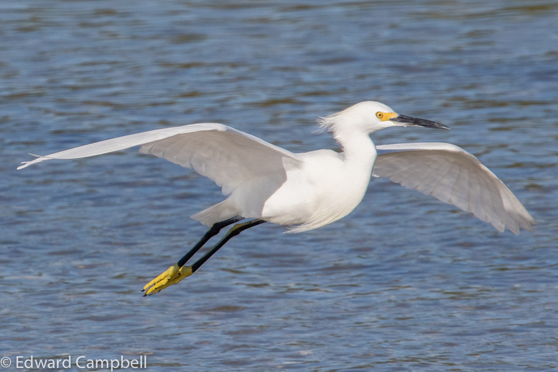 Snowy Egret