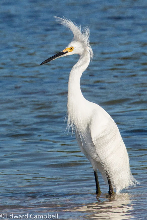 Snowy Egret