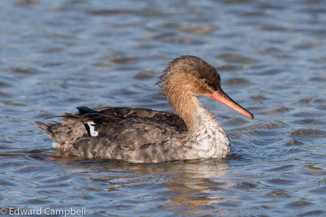 Red-breasted Merganser