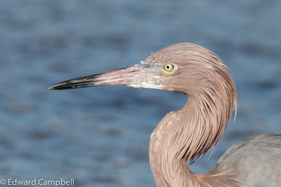 Reddish Egret