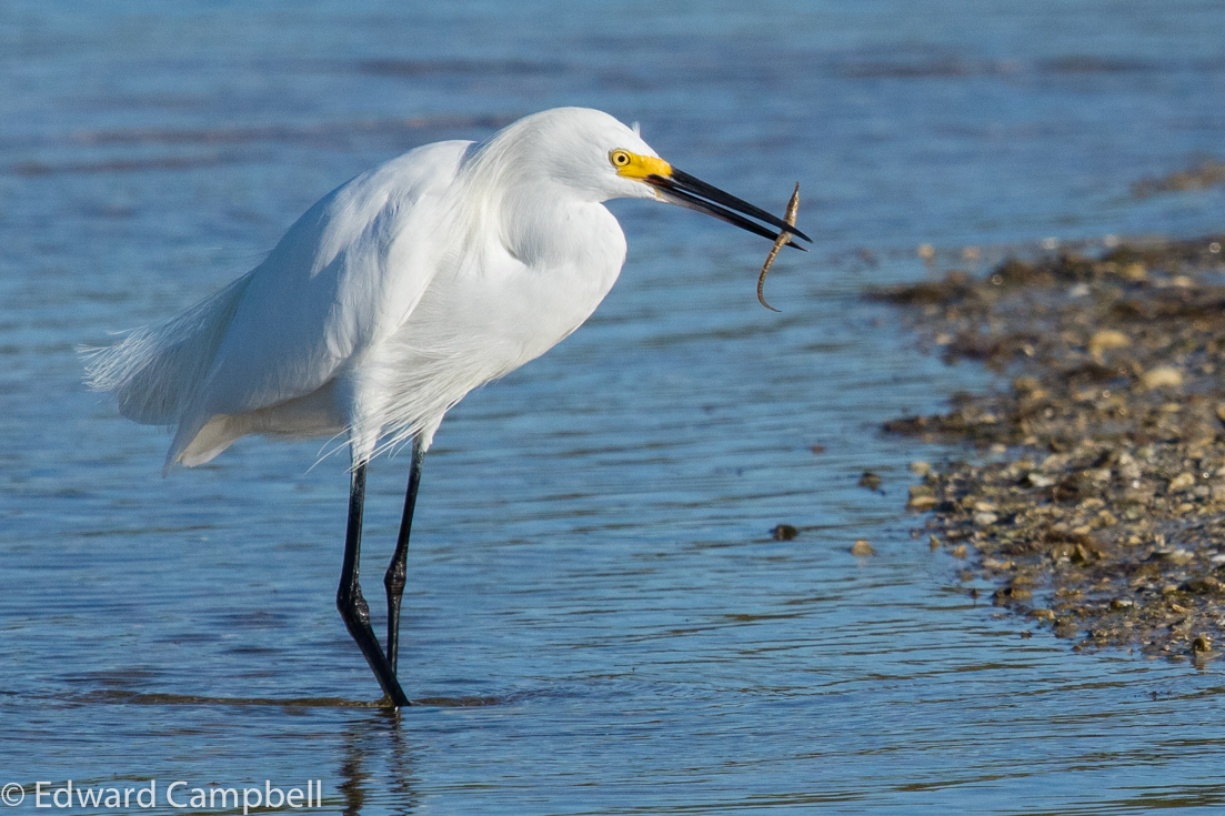 Snowy Egret