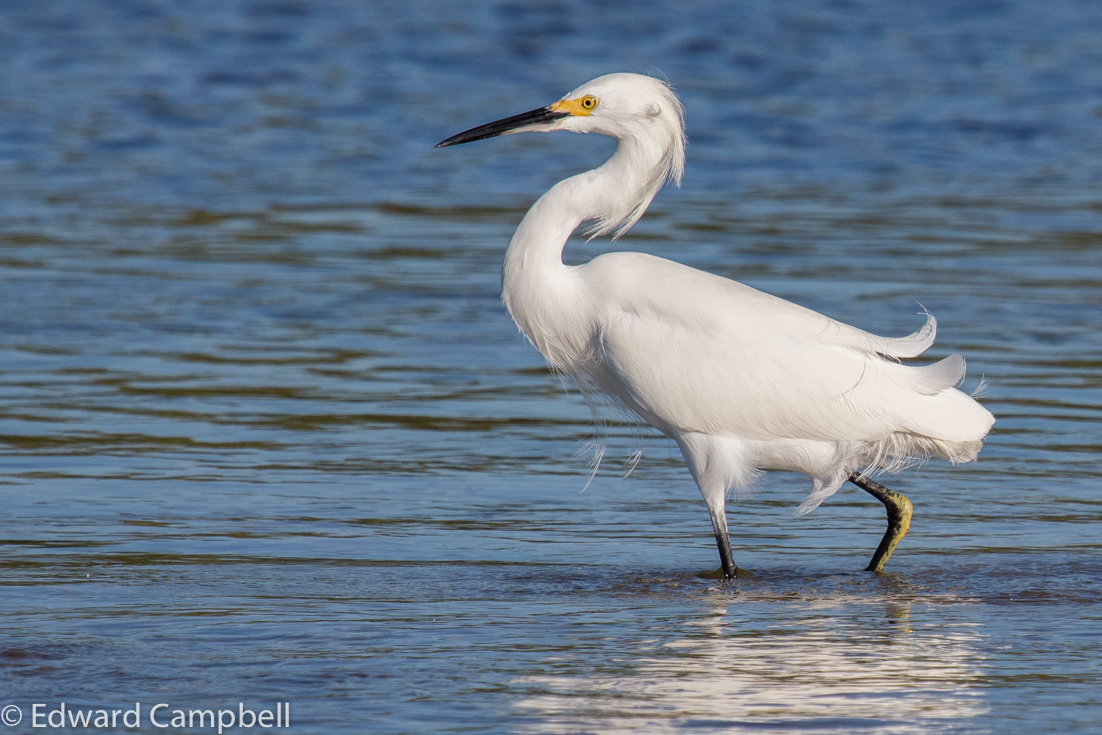 Snowy Egret