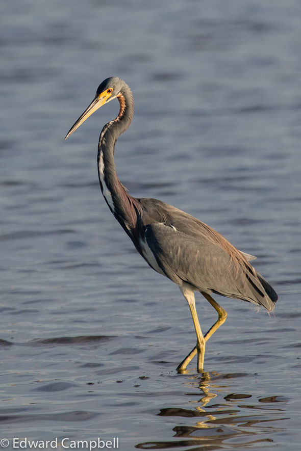 Tricolored Heron