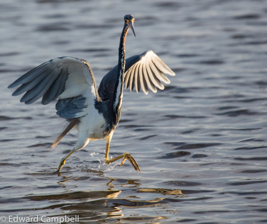 Tricolored Heron