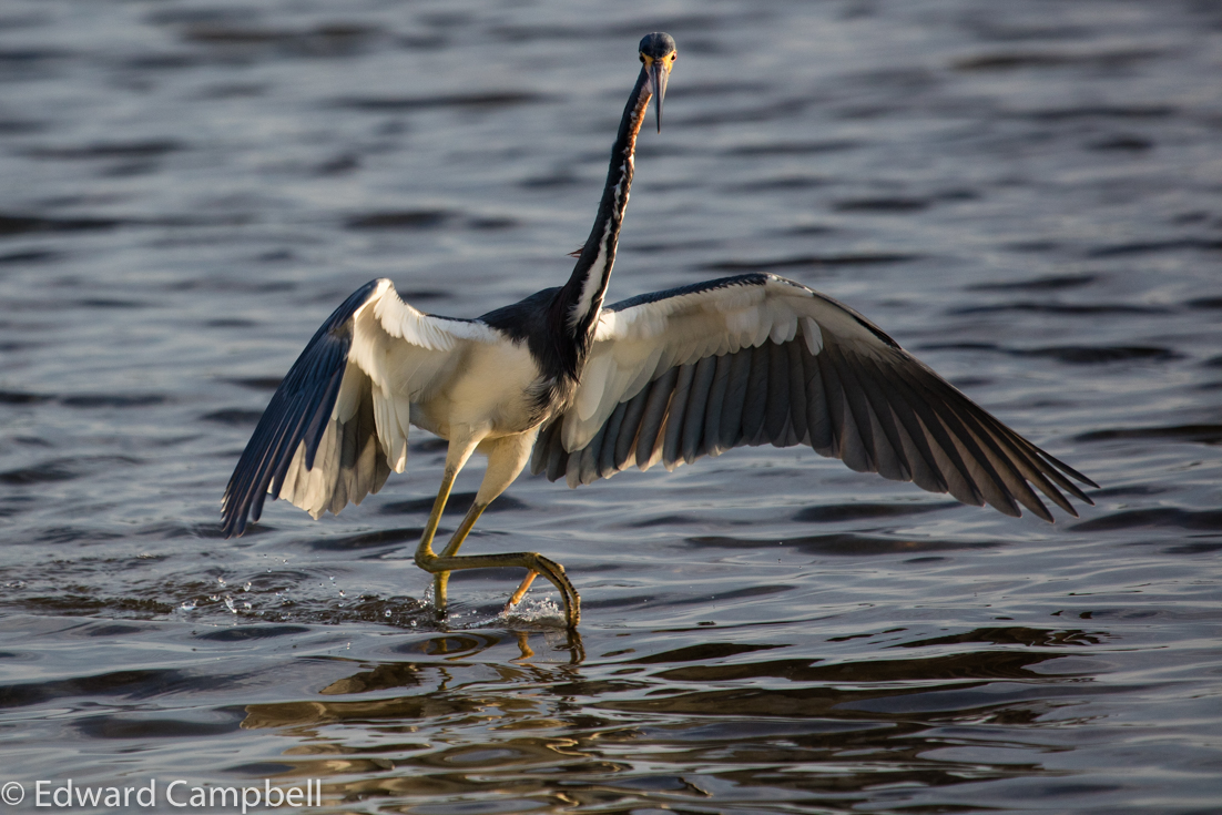 Tricolored Heron