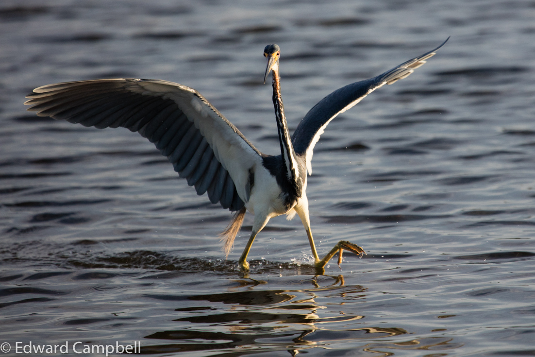 Tricolored Heron