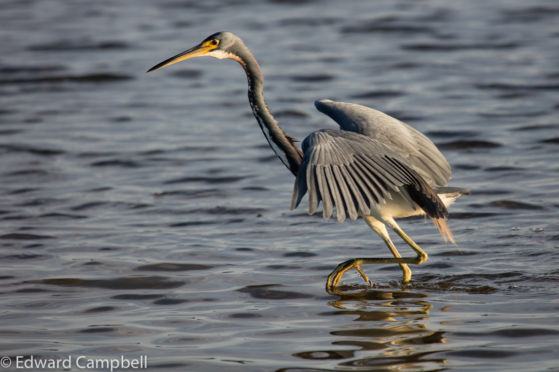 Tricolored Heron