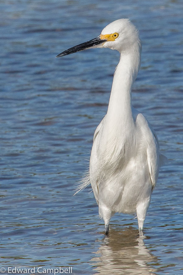 Snowy Egret