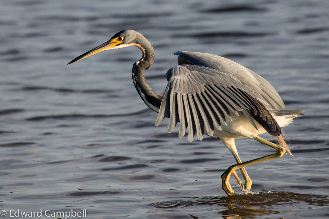 Tricolored Heron