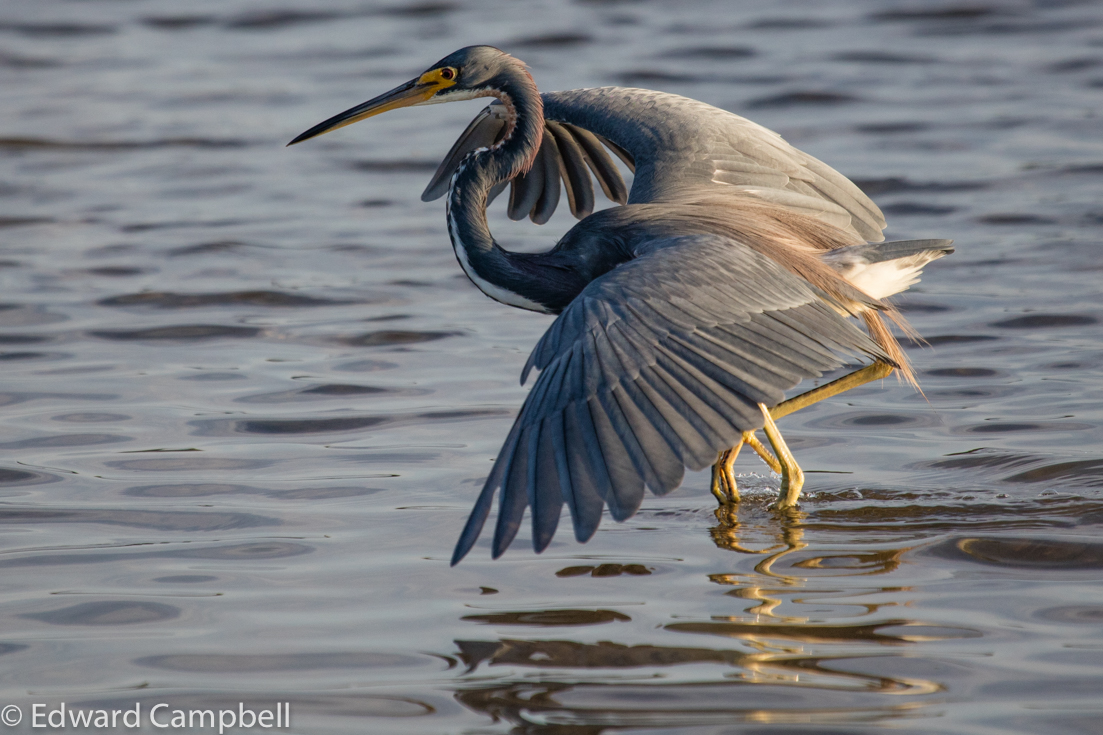 Tricolored Heron