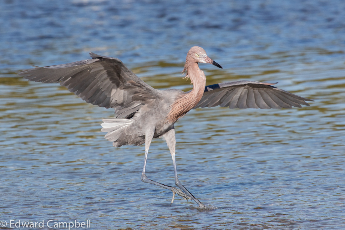 Reddish Egret