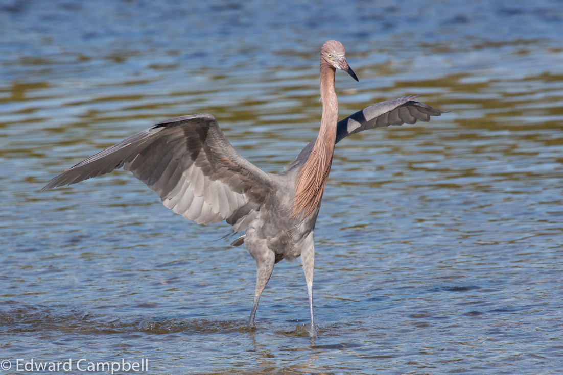 Reddish Egret