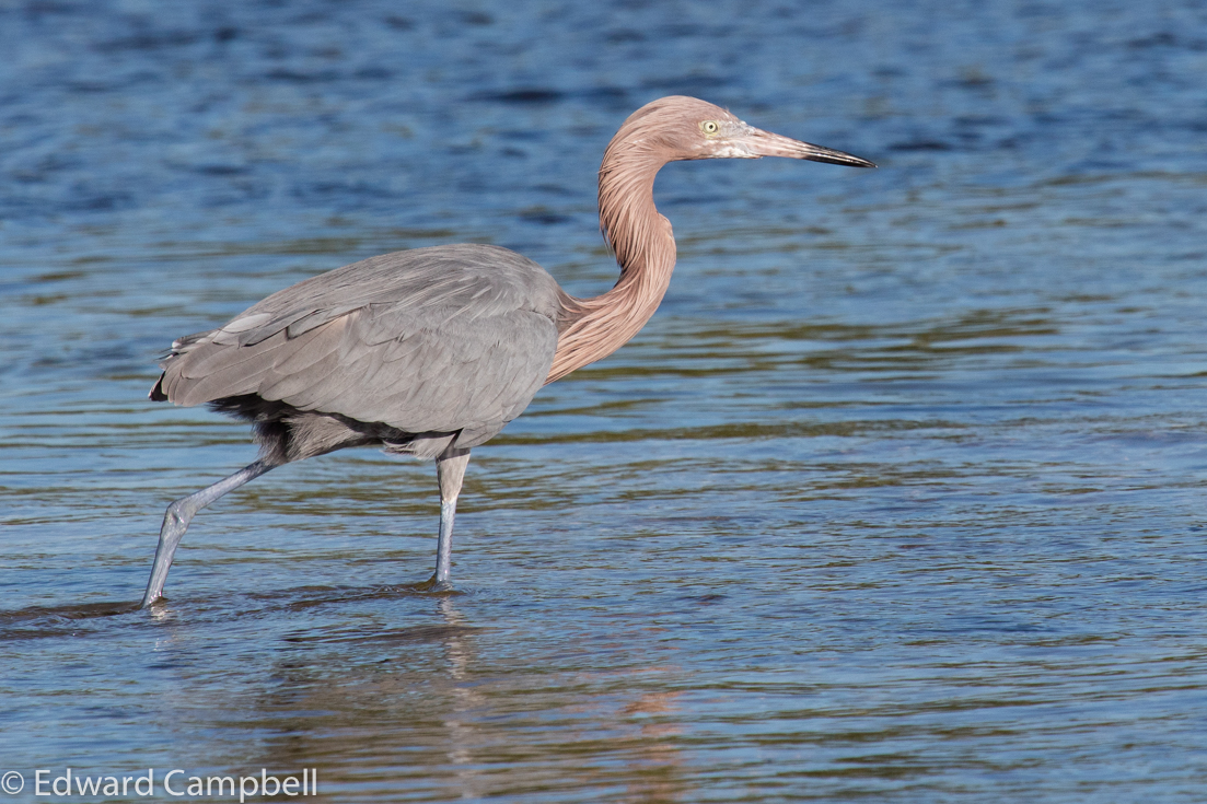 Reddish Egret