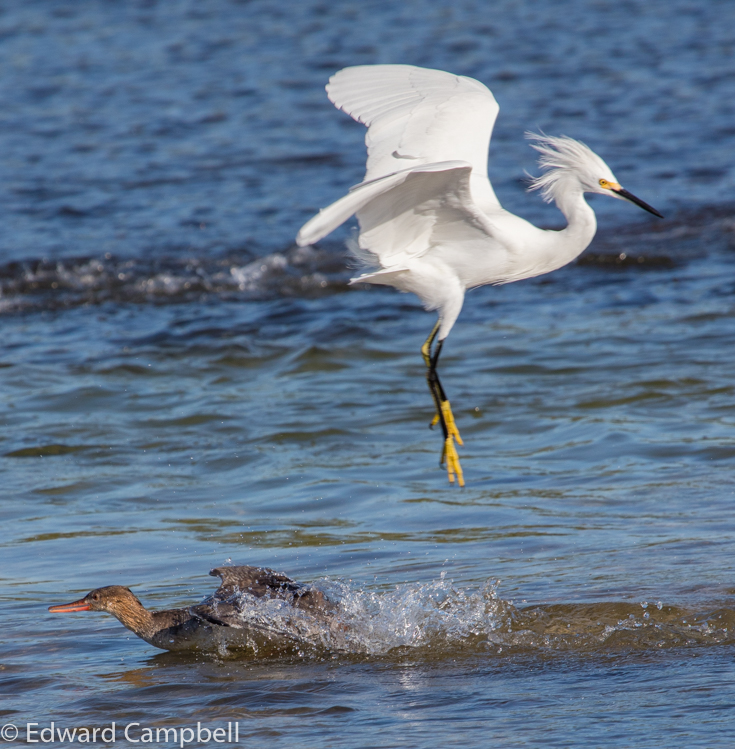 A Snowy Egret jumps to avoid a Red-breasted Merganzer chasing a school of fish, Snowy Egret, Red-breasted Merganzer