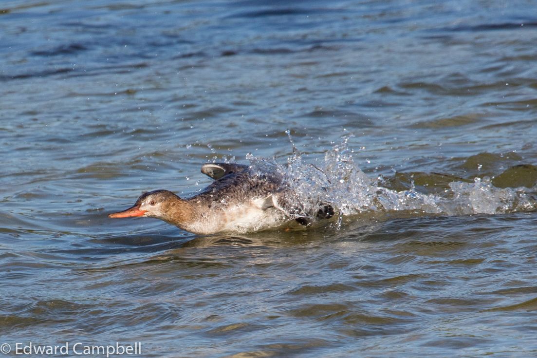 A Red-breasted Merganser on the hunt, Red-breasted Merganser
