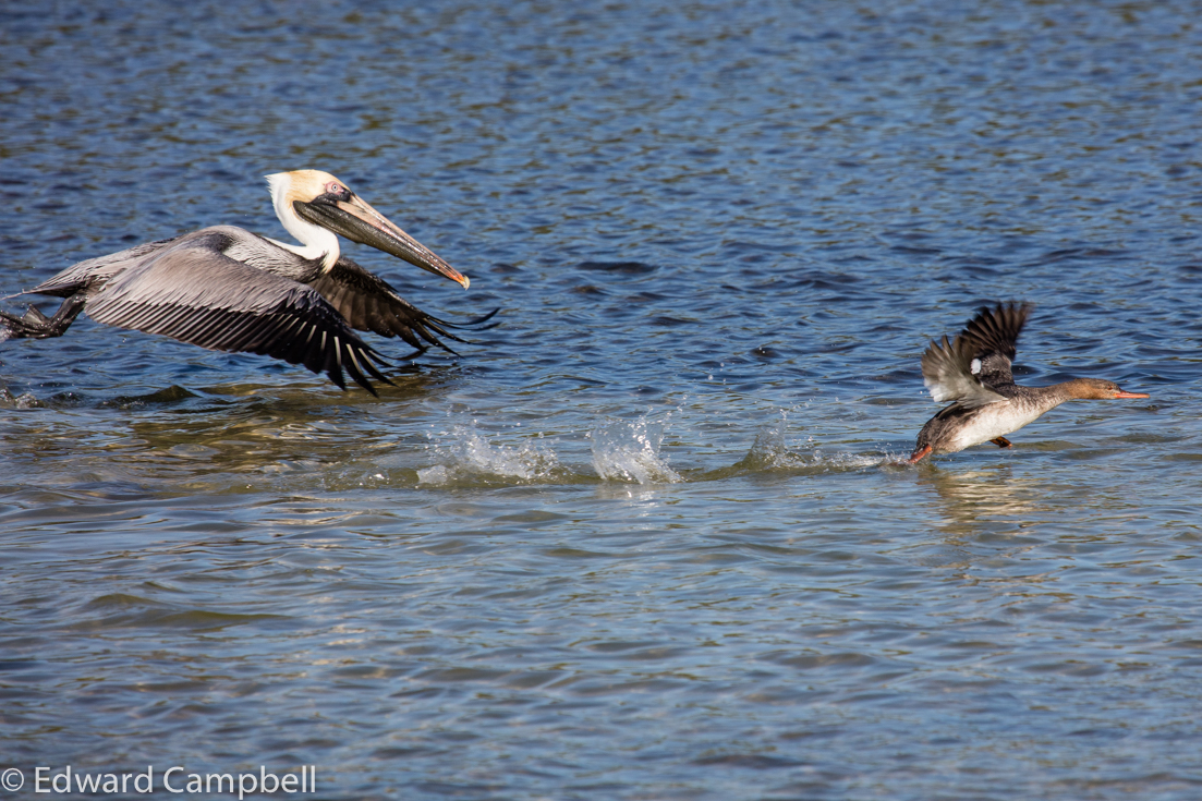 &nbsp;A Brown Pelican and a Red-breasted Merganser chase a school of fish, Brown Pelican, Red-breasted Merganser